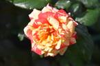 Love In rose photo