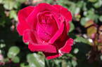 Loving Memory rose photo