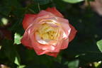 Origami rose photo