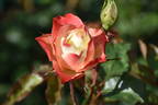 Origami rose photo