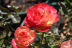 Perfect Moment ™ rose photo