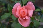 Peter Benjamin rose photo