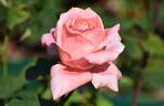 Peter Benjamin rose photo