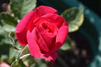 Peter Frankenfeld ® rose photo