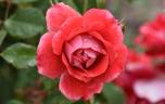 Picasso rose photo