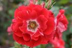 Picasso rose photo