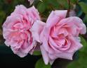 Portadown Fragrance rose photo