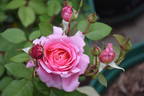 Portadown Fragrance rose photo