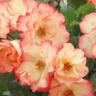 Cocorico ® rose photo