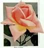Madame Croibier rose photo