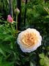 English Garden ® rose photo