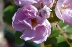 Sarah van Fleet rose photo