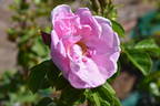 Sarah van Fleet rose photo