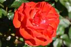 Satchmo ® rose photo