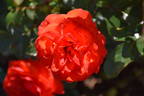 Satchmo ® rose photo