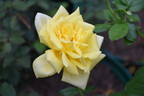 Spek's Yellow rose photo