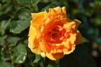 Sun King rose photo