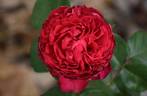 Traviata ™ rose photo