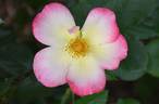 Watercolors ™ rose photo