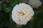 Yellow Charles Austin ® rose photo
