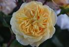 Yellow Charles Austin ® rose photo