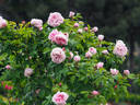 Gloire des Mousseux rose photo