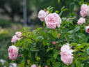 Gloire des Mousseux rose photo
