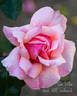 Gee Whiz rose photo