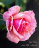 Gee Whiz rose photo