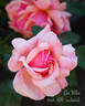 Gee Whiz rose photo