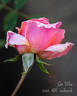 Gee Whiz rose photo