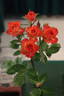 Cricket ™ rose photo