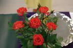 Cricket ™ rose photo