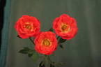 Cricket ™ rose photo
