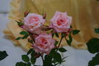 Minnie Pearl ™ rose photo