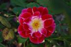 Old Master rose photo