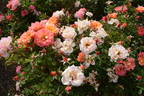 Merry Maker rose photo