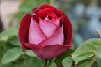 Chandon Rosier rose photo