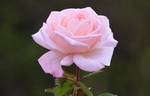 Let's Celebrate rose photo