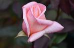 Candy Flo rose photo