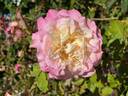 Hugo Roller rose photo