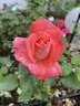 Alte Liebe rose photo