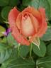 Alte Liebe rose photo