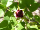 <I>Rosa arnoldiana</i> rose photo