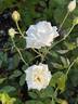 Snowflake rose photo
