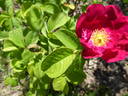 <I>Rosa arnoldiana</i> rose photo