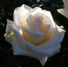 Whisper ™ rose photo