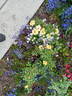 June Laver rose photo