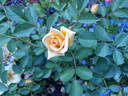 June Laver rose photo
