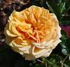 Sweet Jane™ rose photo